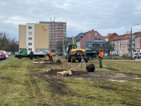 Neue Bäume fürs Quartier 